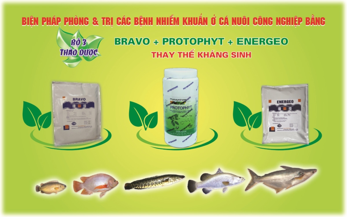 C&aacute; nhiễm khuẩn